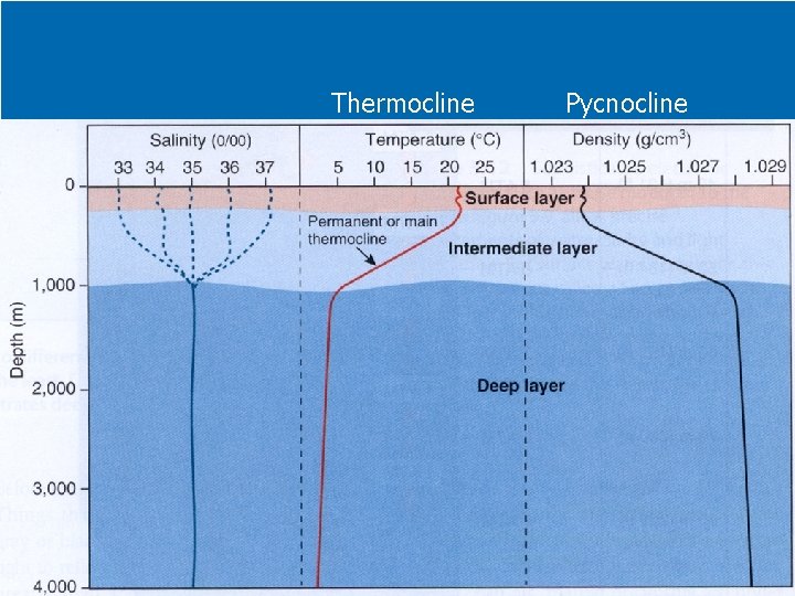 Thermocline Pycnocline 