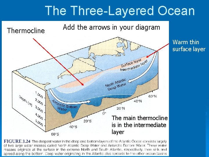 The Three-Layered Ocean Thermocline Add the arrows in your diagram Warm thin surface layer