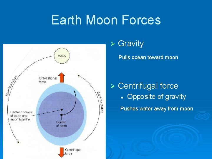 Earth Moon Forces Ø Gravity Pulls ocean toward moon Ø Centrifugal force l Opposite