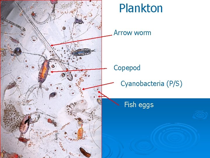 Plankton Arrow worm Copepod Cyanobacteria (P/S) Fish eggs 