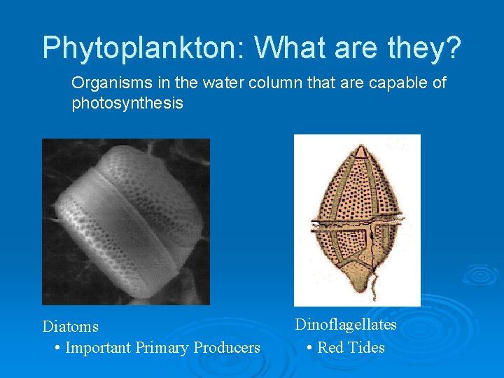 Phytoplankton: What are they? Organisms in the water column that are capable of photosynthesis