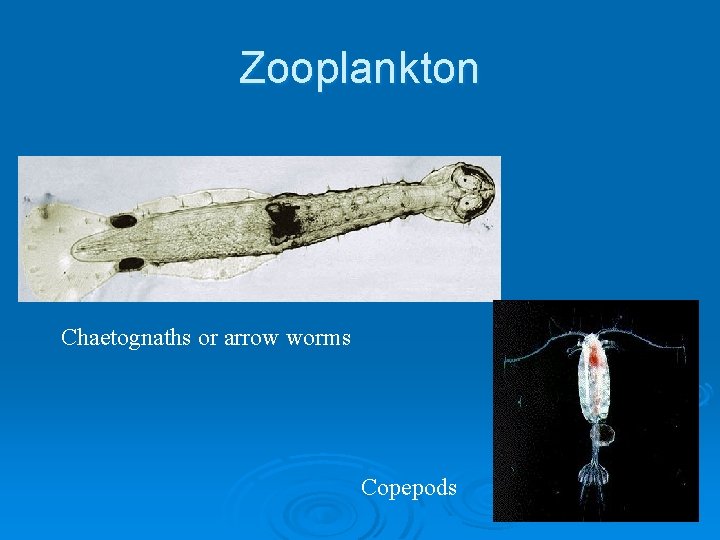 Zooplankton Chaetognaths or arrow worms Copepods 