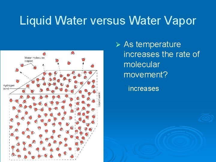 Liquid Water versus Water Vapor Ø As temperature increases the rate of molecular movement?