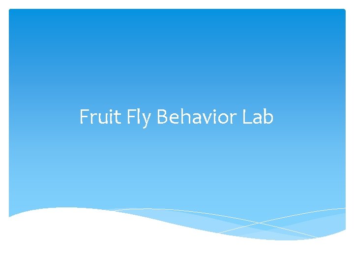 Fruit Fly Behavior Lab 