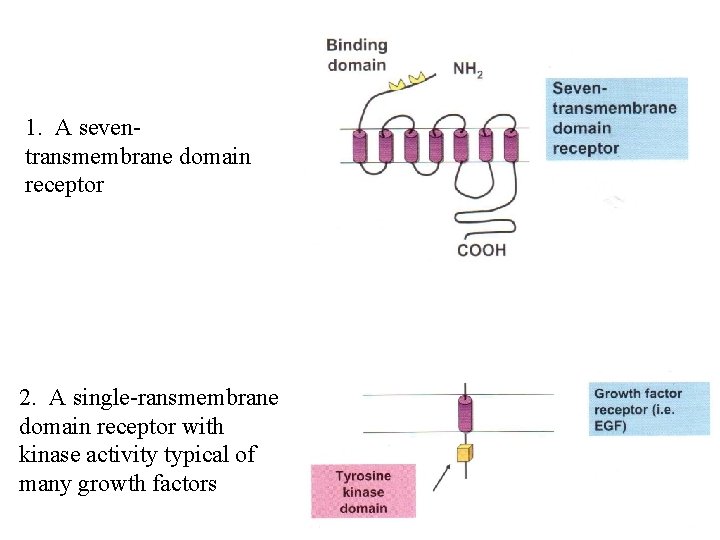 1. A seventransmembrane domain receptor 2. A single-ransmembrane domain receptor with kinase activity typical