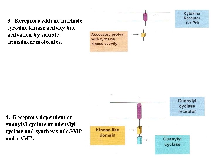 3. Receptors with no intrinsic tyrosine kinase activity but activation by soluble transducer molecules.