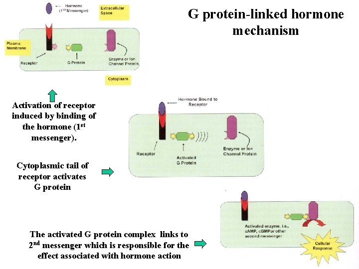 G protein-linked hormone mechanism Activation of receptor induced by binding of the hormone (1