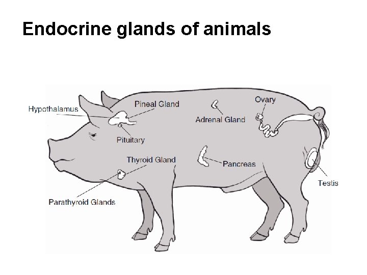 Endocrine glands of animals 