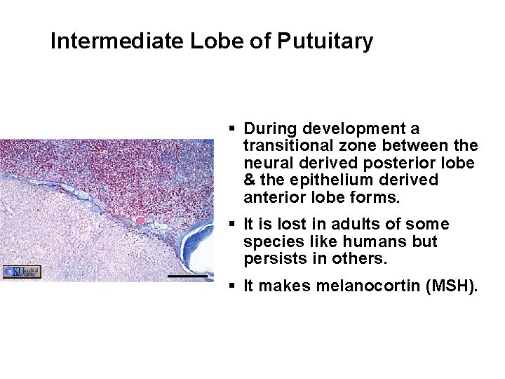 Intermediate Lobe of Putuitary § During development a transitional zone between the neural derived