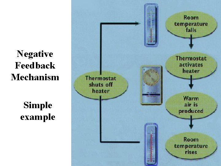Negative Feedback Mechanism Simple example 
