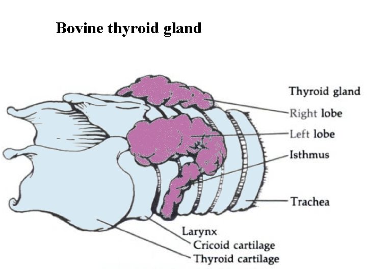 Bovine thyroid gland 