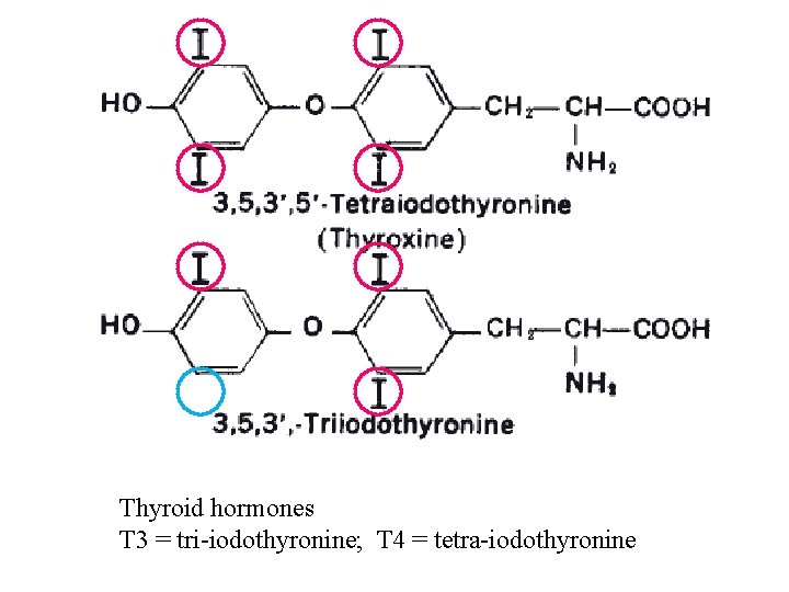 Thyroid hormones T 3 = tri-iodothyronine; T 4 = tetra-iodothyronine 