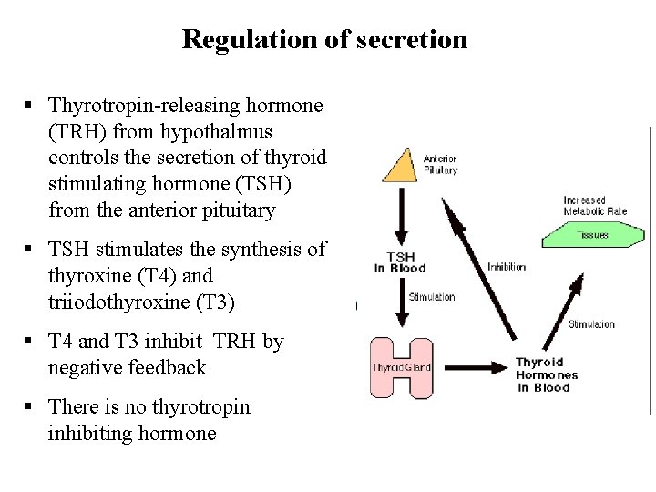 Regulation of secretion § Thyrotropin-releasing hormone (TRH) from hypothalmus controls the secretion of thyroid