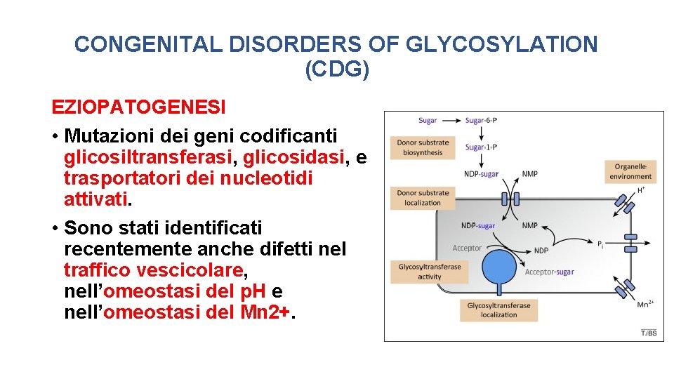 CONGENITAL DISORDERS OF GLYCOSYLATION (CDG) EZIOPATOGENESI • Mutazioni dei geni codificanti glicosiltransferasi, glicosidasi, e