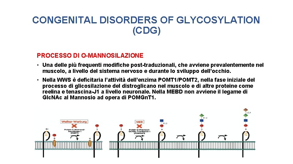 CONGENITAL DISORDERS OF GLYCOSYLATION (CDG) PROCESSO DI O-MANNOSILAZIONE • Una delle più frequenti modifiche