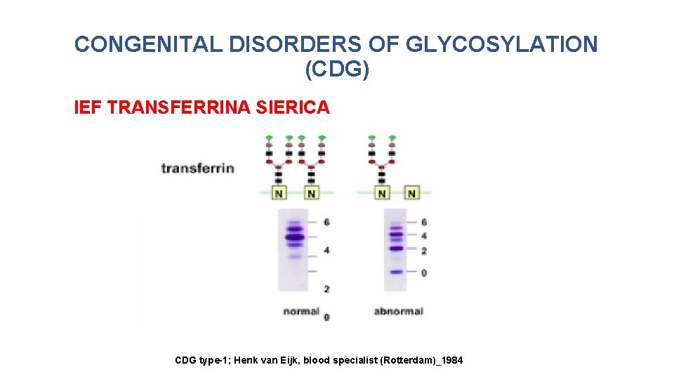 CONGENITAL DISORDERS OF GLYCOSYLATION (CDG) IEF TRANSFERRINA SIERICA CDG type-1; Henk van Eijk, blood