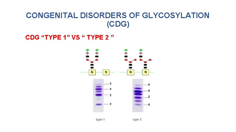 CONGENITAL DISORDERS OF GLYCOSYLATION (CDG) CDG “TYPE 1” VS “ TYPE 2 ” 