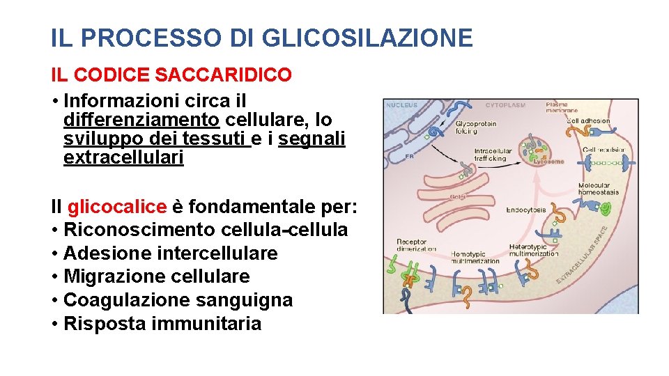 IL PROCESSO DI GLICOSILAZIONE IL CODICE SACCARIDICO • Informazioni circa il differenziamento cellulare, lo