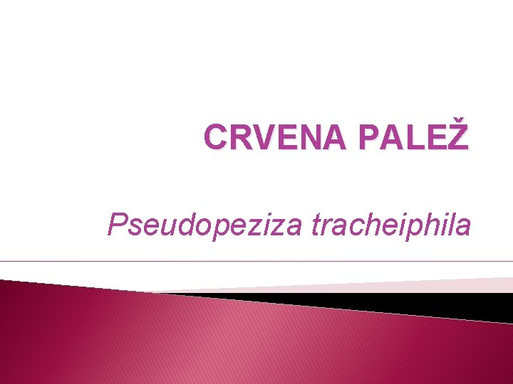 CRVENA PALEŽ Pseudopeziza tracheiphila 