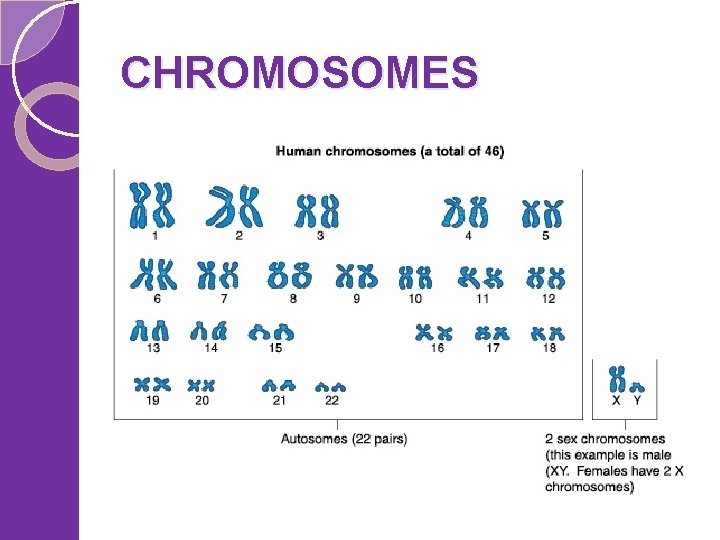 CHROMOSOMES 