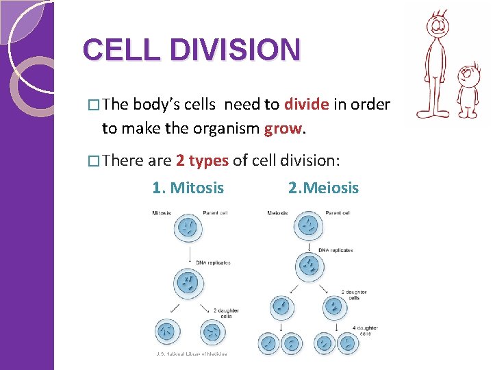 CELL DIVISION � The body’s cells need to divide in order to make the