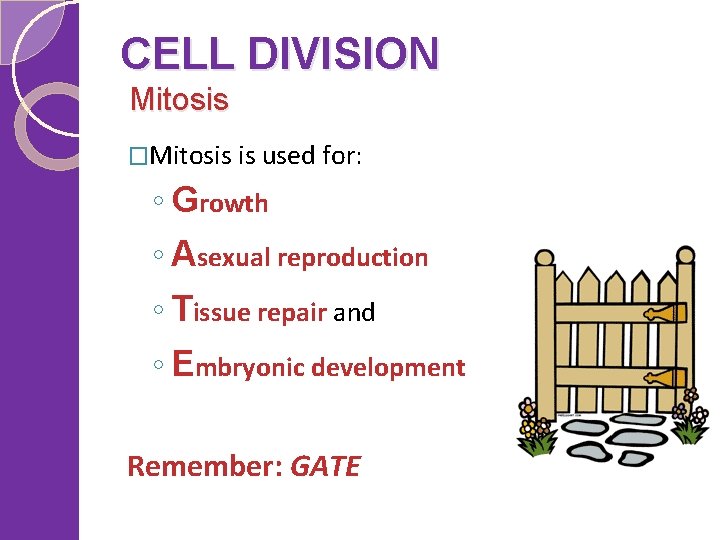 CELL DIVISION Mitosis �Mitosis is used for: ◦ Growth ◦ Asexual reproduction ◦ Tissue