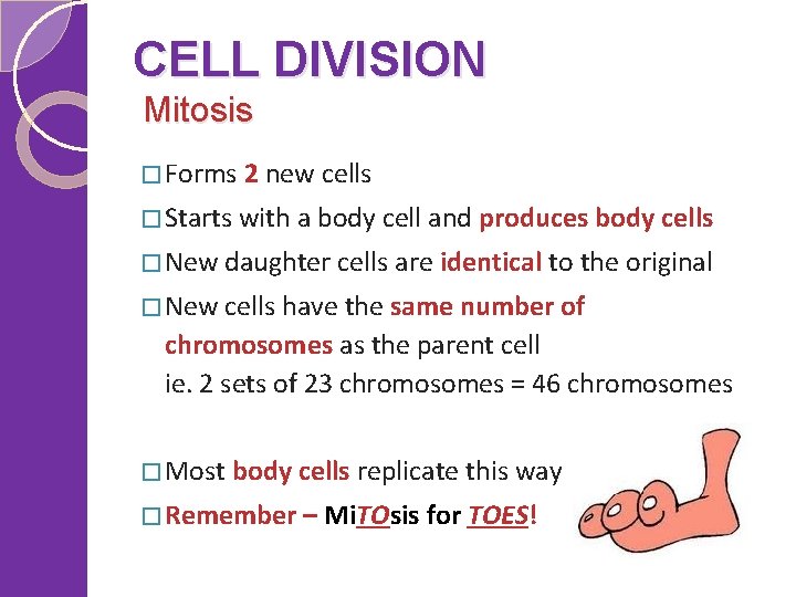 CELL DIVISION Mitosis � Forms 2 new cells � Starts with a body cell