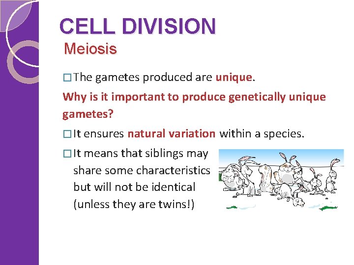 CELL DIVISION Meiosis � The gametes produced are unique. Why is it important to