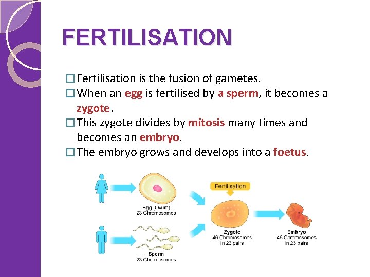 FERTILISATION � Fertilisation is the fusion of gametes. � When an egg is fertilised