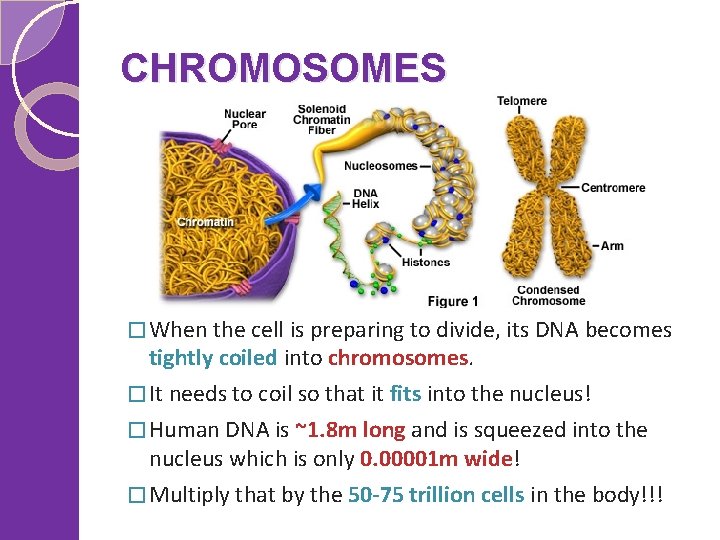 CHROMOSOMES � When the cell is preparing to divide, its DNA becomes tightly coiled