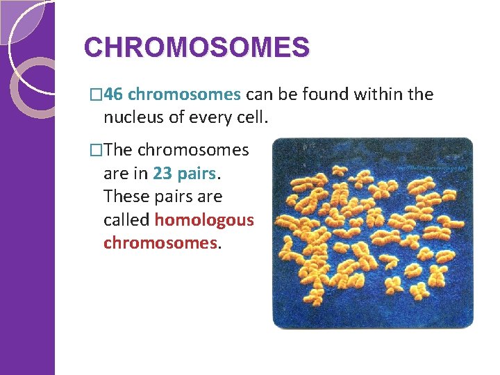 CHROMOSOMES � 46 chromosomes can be found within the nucleus of every cell. �The