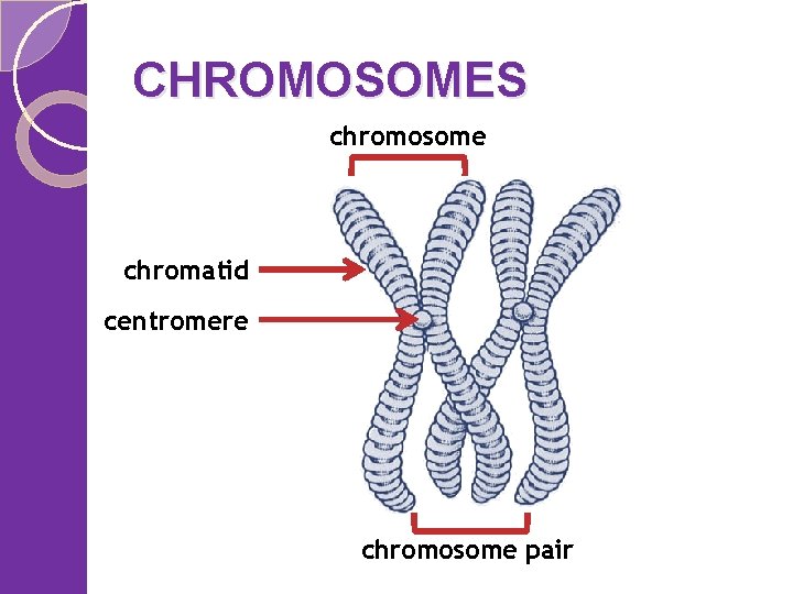 CHROMOSOMES chromosome chromatid centromere chromosome pair 