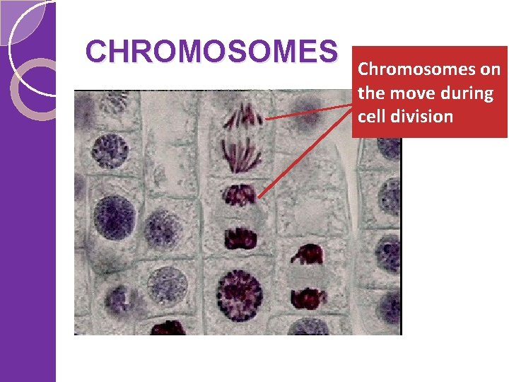 CHROMOSOMES Chromosomes on the move during cell division 