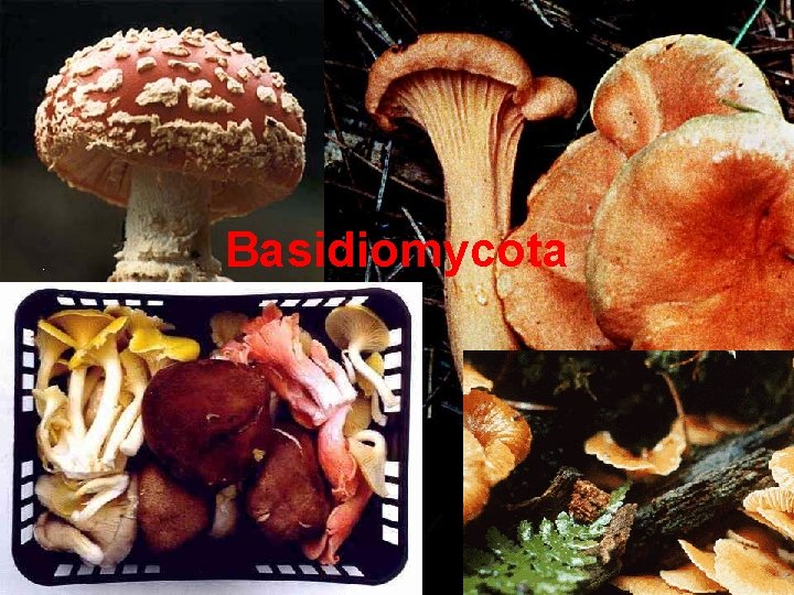 Basidiomycota 