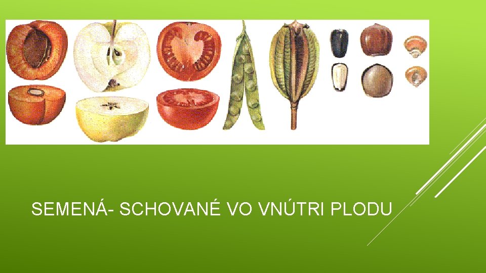 SEMENÁ- SCHOVANÉ VO VNÚTRI PLODU 