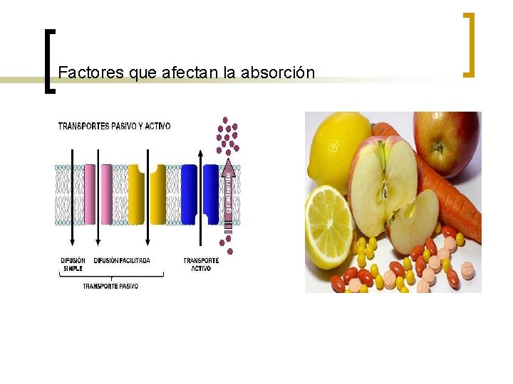Factores que afectan la absorción Factores que afectan la absorción