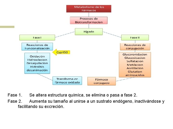 Fase 1. Se altera estructura química, se elimina o pasa a fase 2. Fase 1. Se altera estructura química, se elimina o pasa a fase 2.