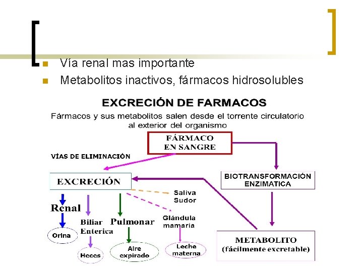n n Vía renal mas importante Metabolitos inactivos, fármacos hidrosolubles n n Vía renal mas importante Metabolitos inactivos, fármacos hidrosolubles