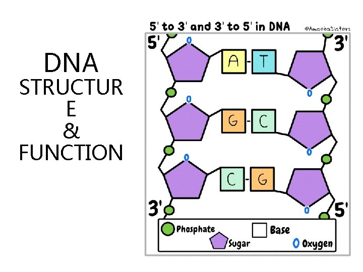 DNA STRUCTUR E & FUNCTION 