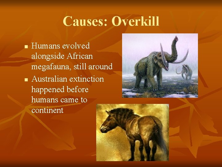 Causes: Overkill n n Humans evolved alongside African megafauna, still around Australian extinction happened