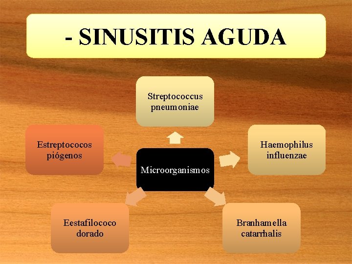 - SINUSITIS AGUDA Streptococcus pneumoniae Estreptococos piógenos Haemophilus influenzae Microorganismos Eestafilococo dorado Branhamella catarrhalis