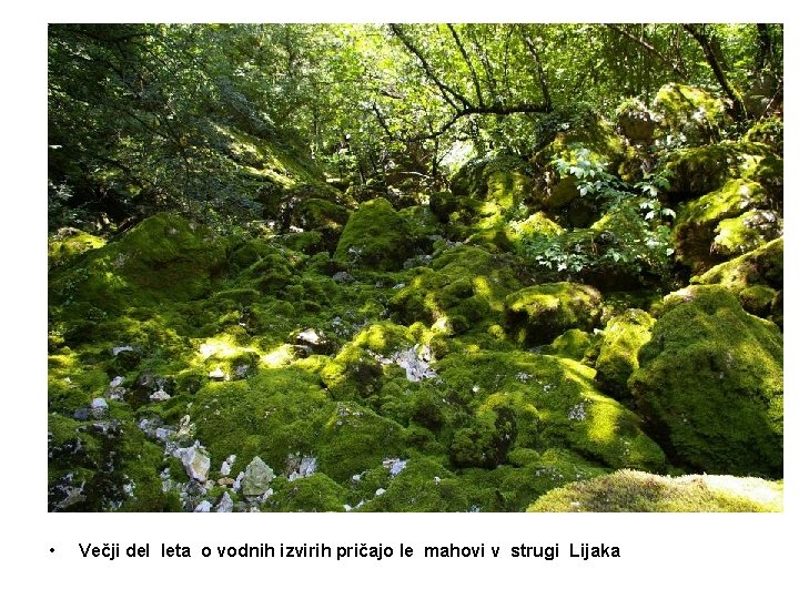  • Večji del leta o vodnih izvirih pričajo le mahovi v strugi Lijaka