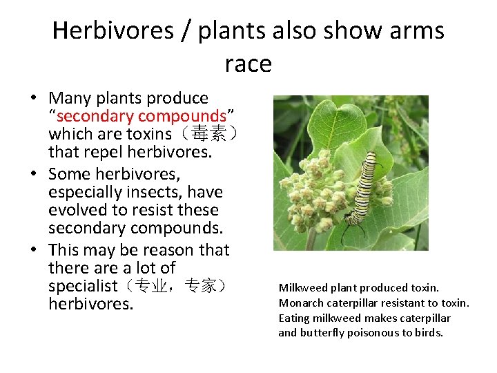 Herbivores / plants also show arms race • Many plants produce “secondary compounds” which