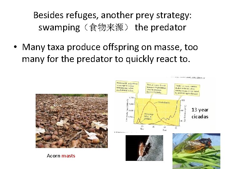 Besides refuges, another prey strategy: swamping（食物来源） the predator • Many taxa produce offspring on