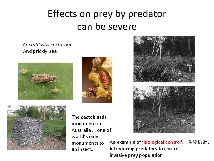 Effects on prey by predator can be severe Cactoblastis cactorum And prickly pear The