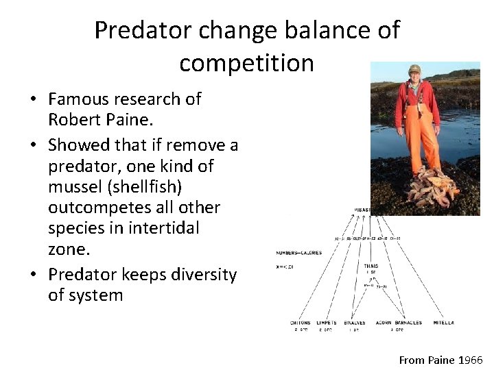 Predator change balance of competition • Famous research of Robert Paine. • Showed that