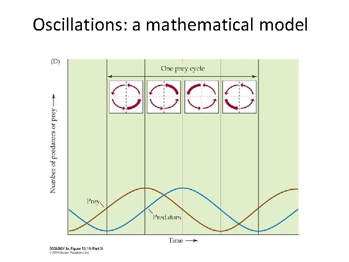 Oscillations: a mathematical model 
