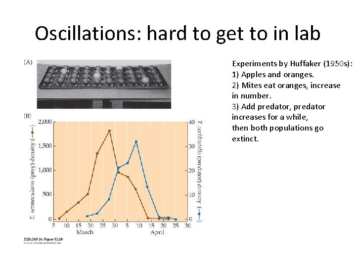 Oscillations: hard to get to in lab Experiments by Huffaker (1950 s): 1) Apples