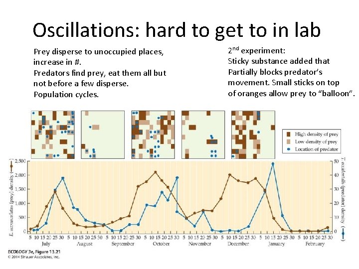 Oscillations: hard to get to in lab Prey disperse to unoccupied places, increase in