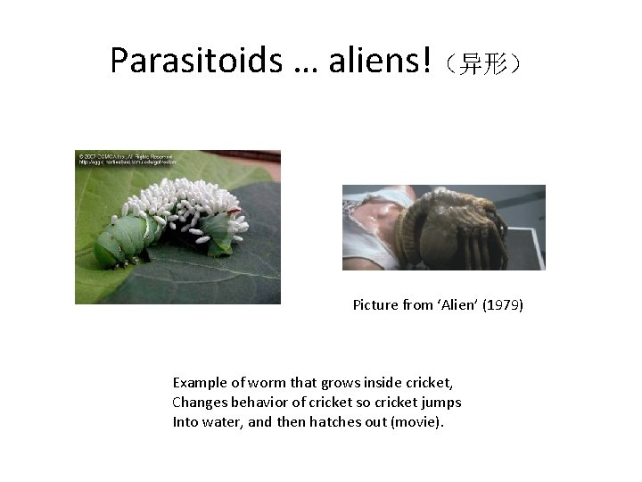 Parasitoids … aliens!（异形） Picture from ‘Alien’ (1979) Example of worm that grows inside cricket,
